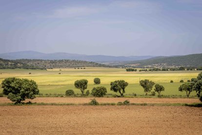 La zona cuenta con nuevas infraestructuras para el riego