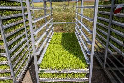 La zona cuenta con nuevas infraestructuras para el riego