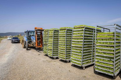 La zona cuenta con nuevas infraestructuras para el riego