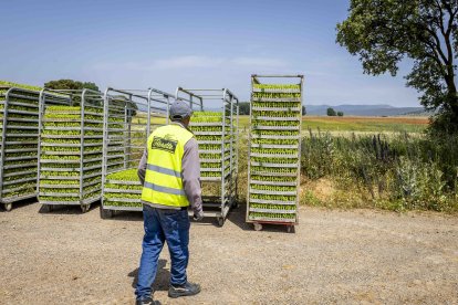 La zona cuenta con nuevas infraestructuras para el riego