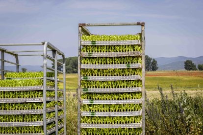 La zona cuenta con nuevas infraestructuras para el riego