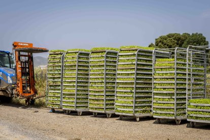 La zona cuenta con nuevas infraestructuras para el riego