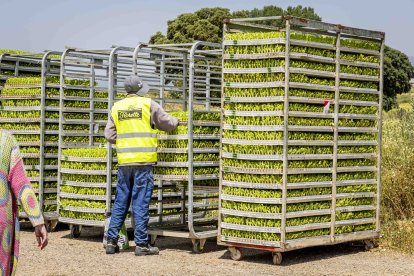 La zona cuenta con nuevas infraestructuras para el riego