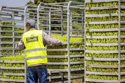 La zona cuenta con nuevas infraestructuras para el riego