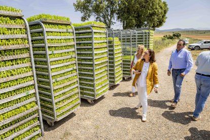 La zona cuenta con nuevas infraestructuras para el riego