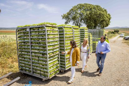La zona cuenta con nuevas infraestructuras para el riego