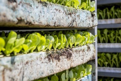 La zona cuenta con nuevas infraestructuras para el riego