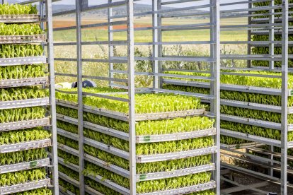 La zona cuenta con nuevas infraestructuras para el riego