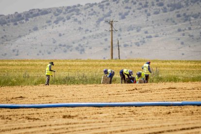 La zona cuenta con nuevas infraestructuras para el riego