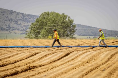 La zona cuenta con nuevas infraestructuras para el riego