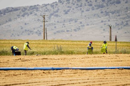 La zona cuenta con nuevas infraestructuras para el riego