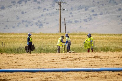 La zona cuenta con nuevas infraestructuras para el riego