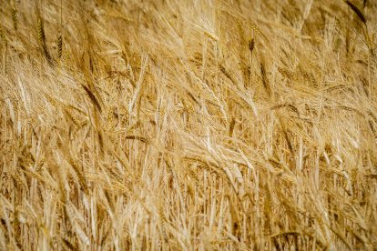 La zona cuenta con nuevas infraestructuras para el riego