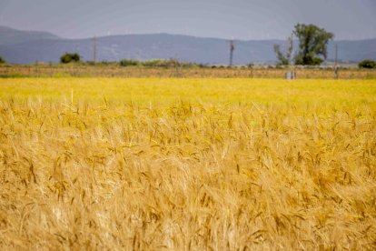 La zona cuenta con nuevas infraestructuras para el riego