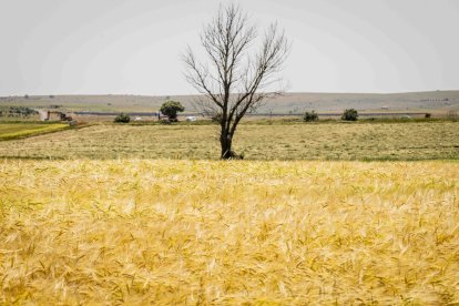 La zona cuenta con nuevas infraestructuras para el riego