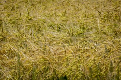 La zona cuenta con nuevas infraestructuras para el riego