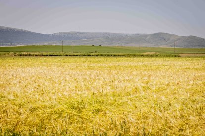 La zona cuenta con nuevas infraestructuras para el riego