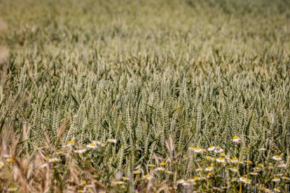 La zona cuenta con nuevas infraestructuras para el riego