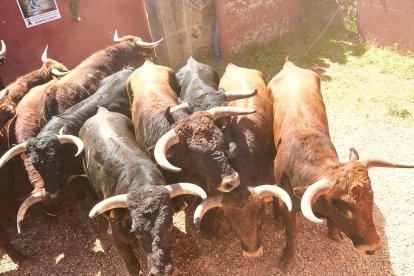 Imágenes de la jornada del Jueves La Saca, día grande de las Fiestas de San Juan