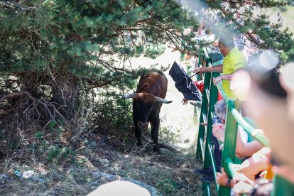 Imágenes de la jornada del Jueves La Saca, día grande de las Fiestas de San Juan