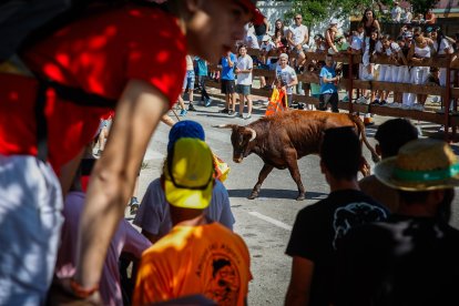 Imágenes de la jornada del Jueves La Saca, día grande de las Fiestas de San Juan