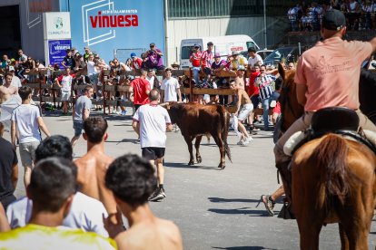 Imágenes de la jornada del Jueves La Saca, día grande de las Fiestas de San Juan