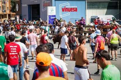 Imágenes de la jornada del Jueves La Saca, día grande de las Fiestas de San Juan