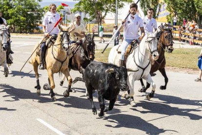 Imágenes de la jornada del Jueves La Saca, día grande de las Fiestas de San Juan