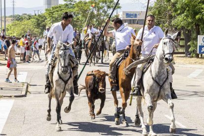 Imágenes de la jornada del Jueves La Saca, día grande de las Fiestas de San Juan