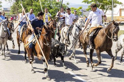 Imágenes de la jornada del Jueves La Saca, día grande de las Fiestas de San Juan