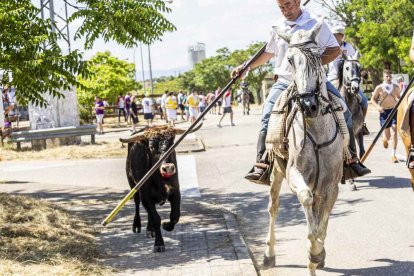 Imágenes de la jornada del Jueves La Saca, día grande de las Fiestas de San Juan