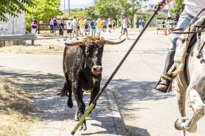 Imágenes de la jornada del Jueves La Saca, día grande de las Fiestas de San Juan