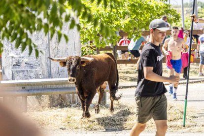 Imágenes de la jornada del Jueves La Saca, día grande de las Fiestas de San Juan