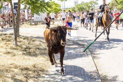 Imágenes de la jornada del Jueves La Saca, día grande de las Fiestas de San Juan