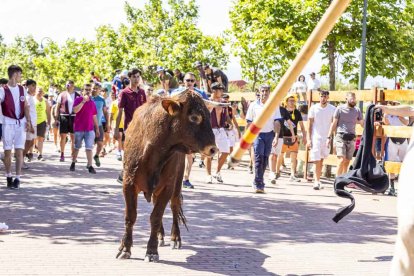 Imágenes de la jornada del Jueves La Saca, día grande de las Fiestas de San Juan
