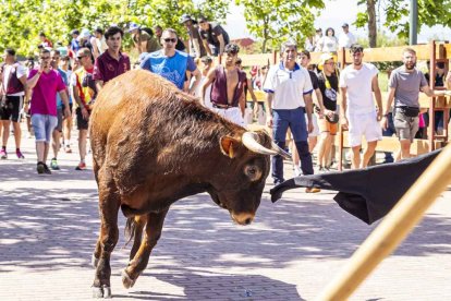 Imágenes de la jornada del Jueves La Saca, día grande de las Fiestas de San Juan