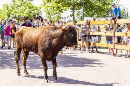 Imágenes de la jornada del Jueves La Saca, día grande de las Fiestas de San Juan