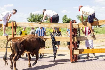 Imágenes de la jornada del Jueves La Saca, día grande de las Fiestas de San Juan