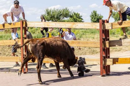 Imágenes de la jornada del Jueves La Saca, día grande de las Fiestas de San Juan