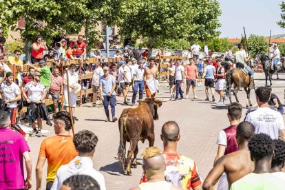 Imágenes de la jornada del Jueves La Saca, día grande de las Fiestas de San Juan