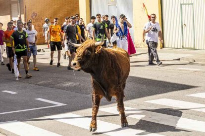 Imágenes de la jornada del Jueves La Saca, día grande de las Fiestas de San Juan