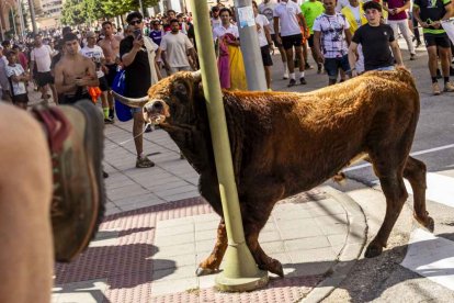 Imágenes de la jornada del Jueves La Saca, día grande de las Fiestas de San Juan