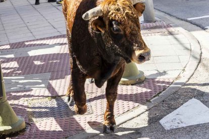 Imágenes de la jornada del Jueves La Saca, día grande de las Fiestas de San Juan