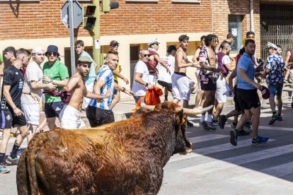 Imágenes de la jornada del Jueves La Saca, día grande de las Fiestas de San Juan