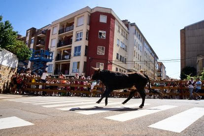 Imágenes de la jornada del Jueves La Saca, día grande de las Fiestas de San Juan