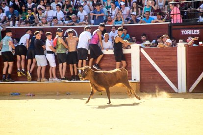 Las vaquillas tras recoger a los toros de La Saca prolongan el ambiente en el coso de San Benito.