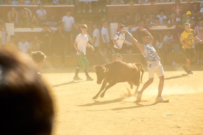 Las vaquillas tras recoger a los toros de La Saca prolongan el ambiente en el coso de San Benito.