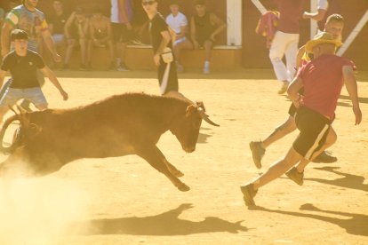 Las vaquillas tras recoger a los toros de La Saca prolongan el ambiente en el coso de San Benito.