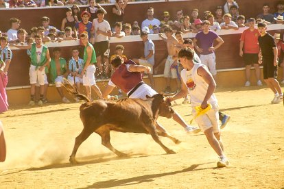 Las vaquillas tras recoger a los toros de La Saca prolongan el ambiente en el coso de San Benito.