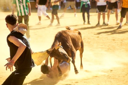 Las vaquillas tras recoger a los toros de La Saca prolongan el ambiente en el coso de San Benito.